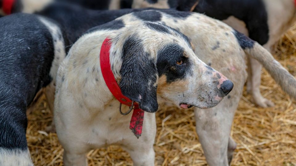 Grand Bleu De Gascogne